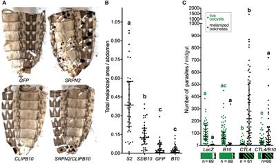 CLIPB10 is a Terminal Protease in the Regulatory Network That Controls Melanization in the African Malaria Mosquito Anopheles gambiae